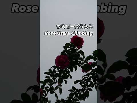 ガーデニングの楽しさ倍増！つるローズうらら Rose Urara Climbing⠀ピンクの秋花が咲いた。2024年11月26日⠀京成バラ園芸Keisei Rose Gardenのクライミングローズ