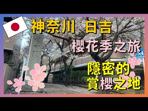 Exploring Hidden Cherry Blossom Viewing Spots and Legends of Sakura