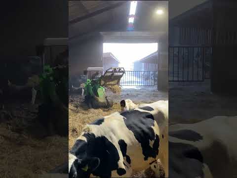 Farm Cows #shorts #fyp #cow #feeding #milking #hoofing