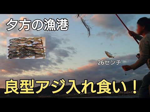 夕マズメの時合い、漁港で20cm級のアジが連発！最大26cm！釣れた仕掛けは?