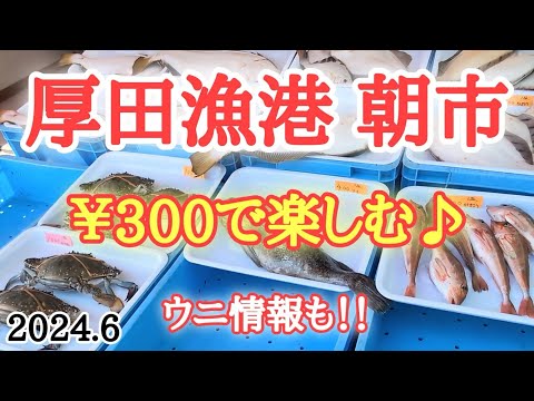 【北海道】売れ残りそうな魚を買ってみた！厚田港朝市の最新ウニ情報も入手！