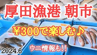 【北海道】売れ残りそうな魚を買ってみた！厚田港朝市の最新ウニ情報も入手！