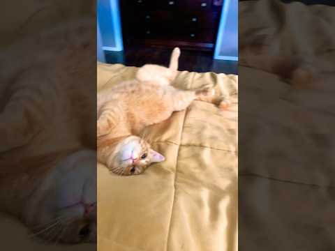 So cute! #catshorts #catvideos #countrylife #texas #precious #orangecat #catlover #toebeans #catpaws