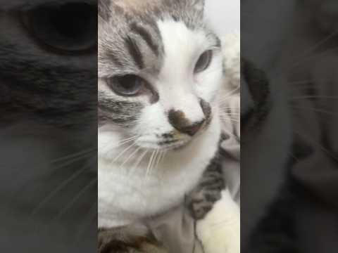 Sweet Cat Purring 귀여운 고양이 #shortvideo #youtubeshorts #pets #shorts #cat #kitty #sweet #fyp #고양이