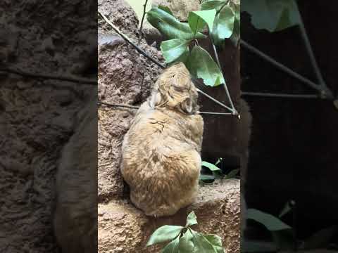 #shorts 葉っぱ🌱モグモグ❣️ グンディさん　埼玉県こども動物自然公園　2024年12月21日