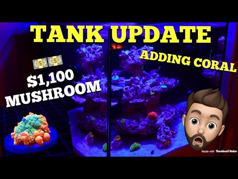 Tank Update + adding $1,100 Mushroom