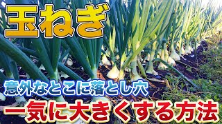 【玉ねぎ】小さい玉ねぎを一気に大きくするには◯◯が必要です！意外な部分に原因があるかもしれません！