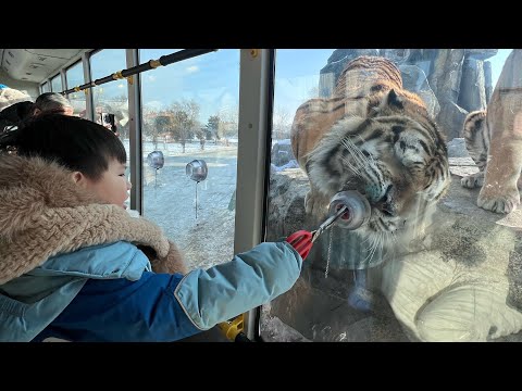 马来西亚小土豆勇闯哈尔滨2 东北虎林园｜玩冰玩雪｜松花江缆车