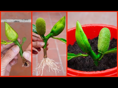 How to Grow Vegetables Balcony and Rooftops Gardening Tips at Home