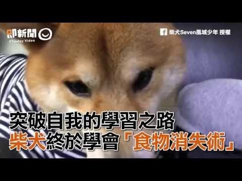 突破自我的學習之路　柴犬終於學會「食物消失術」成功之路好艱辛啊XDDD有種在看狗狗學忍術的感覺