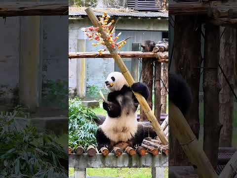 Panda. It's still comfortable to lie down and eat! やはり横になって食べるのが気持ちいい！还是躺着吃舒服！😂😂