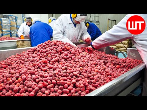 How Red Raspberries are Harvested & Processed | Modern Farming Technology