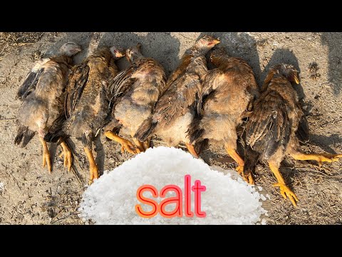 How to treat chicken disease with salt - Daily farm life.