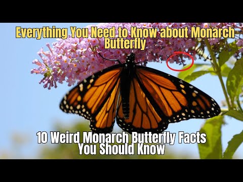 ✅ 10 Weird Monarch Butterfly Facts You Should Know 🦋 Interesting Facts about Butterfly