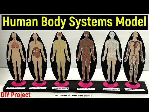 human body system model - human body systems - human body systems science project - diyas funplay