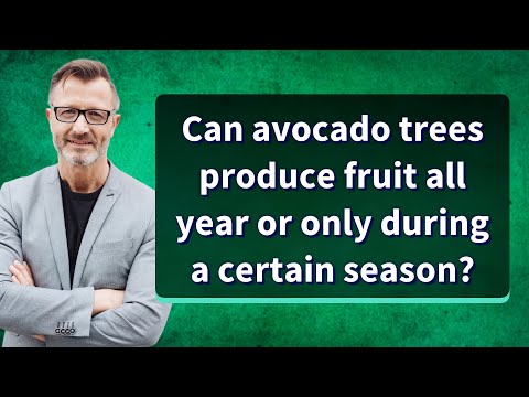 Can avocado trees produce fruit all year or only during a certain season?