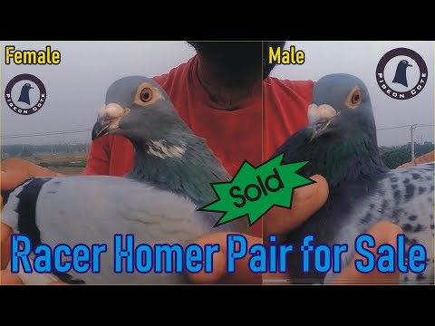 Racer Pigeon Breeder Pair Available for Sale in Very Good Quality | Blue Pied vs Blue Check Pigeon