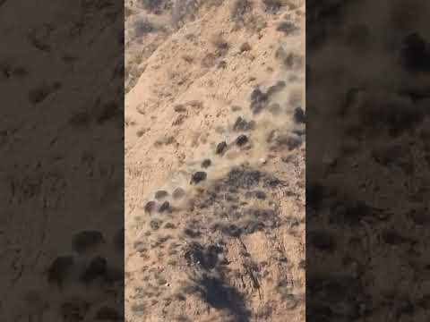 Crowded Wild Boar Pack - Kalabalık Domuz Sürüsü #hunting #wildboar