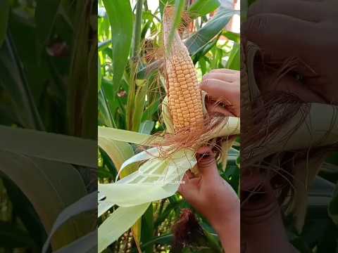 sweet corn harvesting ASMR #satisfying #asmr #gardening #shorts #corn