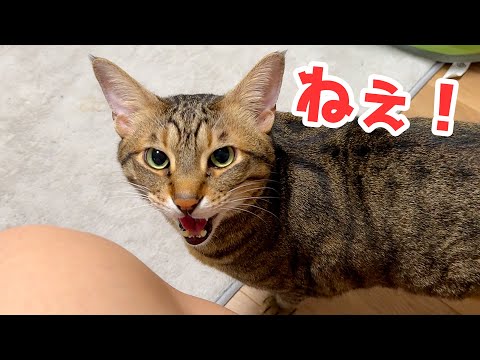 名前を呼んで欲しくて飼い主に話しかけ始める猫