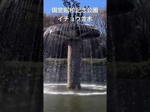 【国営昭和記念公園】11/23  イチョウ並木トンネル。ライトアップ。#shorts