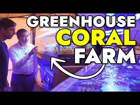 We Visited the ORIGINAL Coral Greenhouse Farm of Tidal Gardens