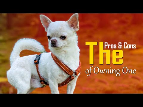 Chihuahua: The Pros & Cons of Owning One