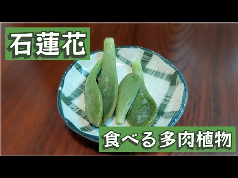 食べる多肉植物「石蓮花」は果たして...