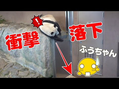 🐼【楓浜】衝撃の瞬間！天才的反射神経！まさかの落下から大逆転！