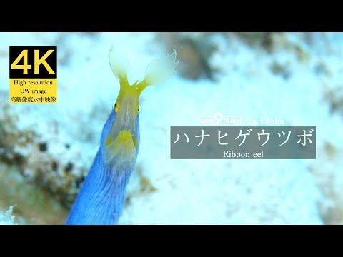 【4K 水中映像】ハナヒゲウツボ / Ribbon eel / Rhinomuraena quaesita