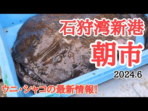 【北海道】石狩湾新港朝市🐟アンコウ解体ショー！シャコ•ウニの情報もお知らせ！