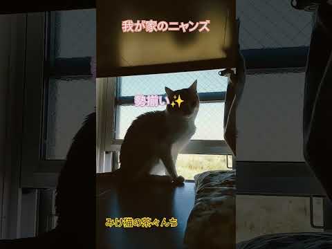 勢揃い猫たち　#子猫#茶トラ#三毛猫#cutecat #funny