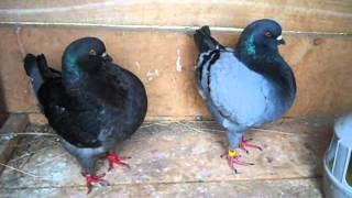 PORUMBEI KING.KING PIGEON.KING GALAMB.KING TAUBENwmv