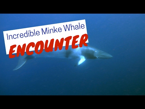 Minke Whale encounter