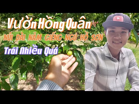 Tham Quan Vườn Hồng Quân núi quá trời trái. luông. núi dài năm giếng .7 núi An Giang