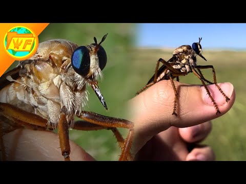 The BIGGEST FLY in America: Giant Prairie Robber Fly