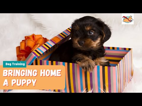 Bringing Home A Puppy: 15 Tips For Their First Day!