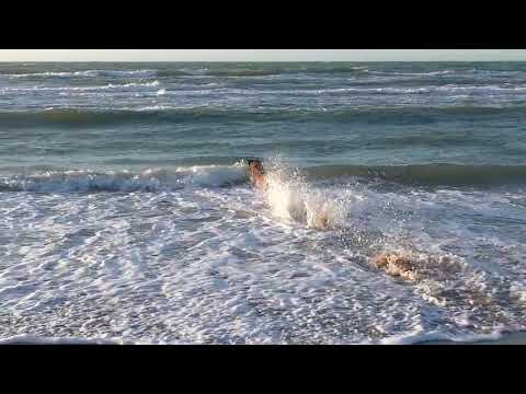 Dog Jumps in Ocean | Copyright Free Video Footage