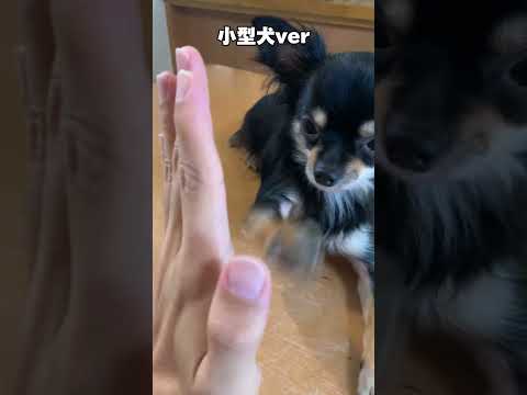 小型犬と大型犬のハイタッチの違い #shorts