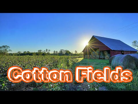 #CottonFields (Lyrics)