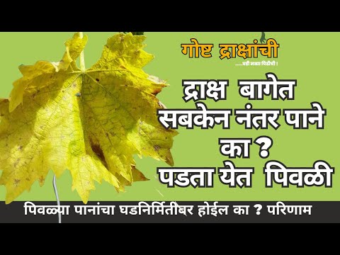 द्राक्ष बागेत सबकेन नंतर पाने का पिवळी का पडतायेत ? | द्राक्ष घडनिर्मितीवर परिणाम