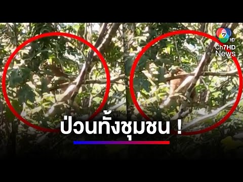 ลิงปริญญาโท ลิงแสบยะลา ป่วนทั้งชุมชน ตระเวนรื้อของชาวบ้าน | สนามข่าว 7 สี