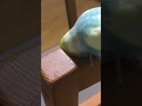 イスの角がいいんです。#shorts #セキセイインコ #budgie #かわいい #すいちゃん