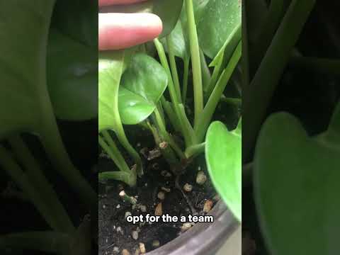 Can I use regular potting soil for pothos?