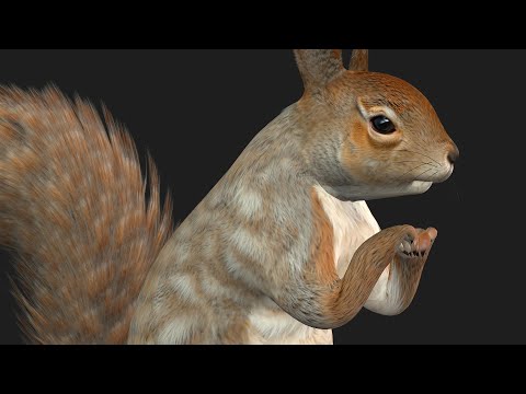 Squirrel A123