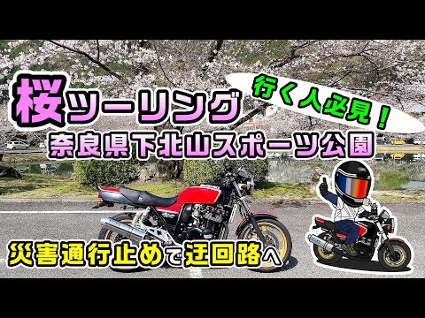 迂回路で桜ツーリング　2024/3/31開花状況