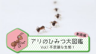 Vol.1　不思議な生態！【アリのひみつ大図鑑】／BS11