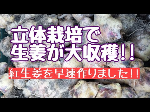 立体生姜栽培で大収穫‼︎/紅生姜を漬けよう