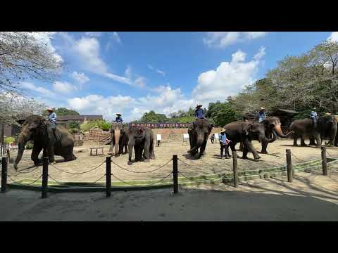 ぞうさんのパフォーマンスタイム / Elephant Performance Time (Part 2)-市原ぞうの国 / ICHIHARA Elephant Kingdom (2024/9/6)