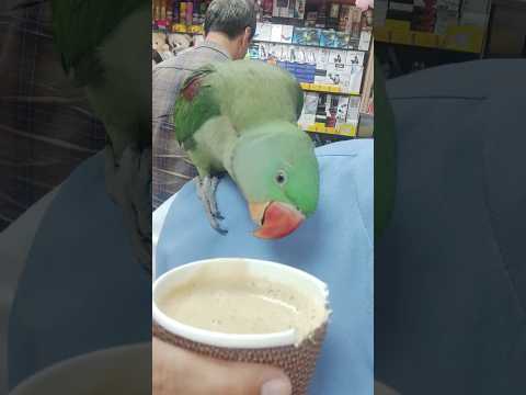 Parrot Taking Tea #umaisavlogs